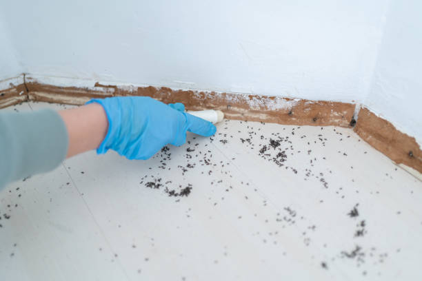 Best Mosquito Control Services  in Sugar Land, TX